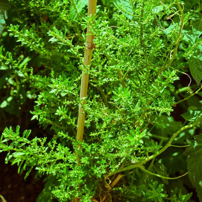 Herbaceous Epazote Seeds