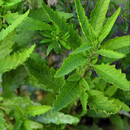 Herbaceous Epazote Seeds
