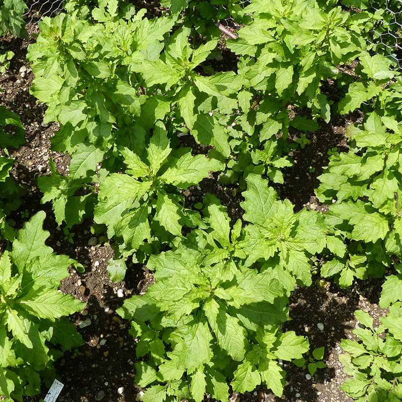Herbaceous Epazote Seeds