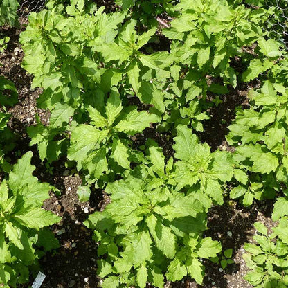 Herbaceous Epazote Seeds