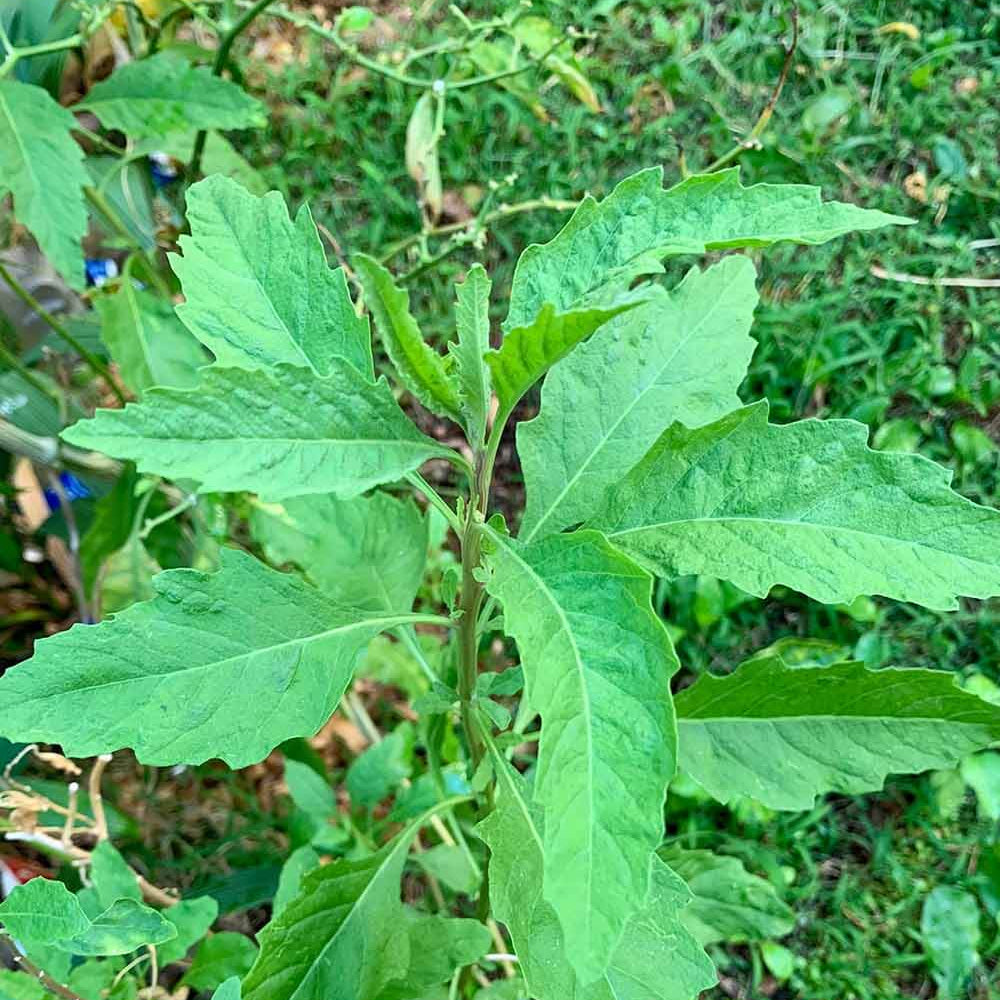 Herbaceous Epazote Seeds