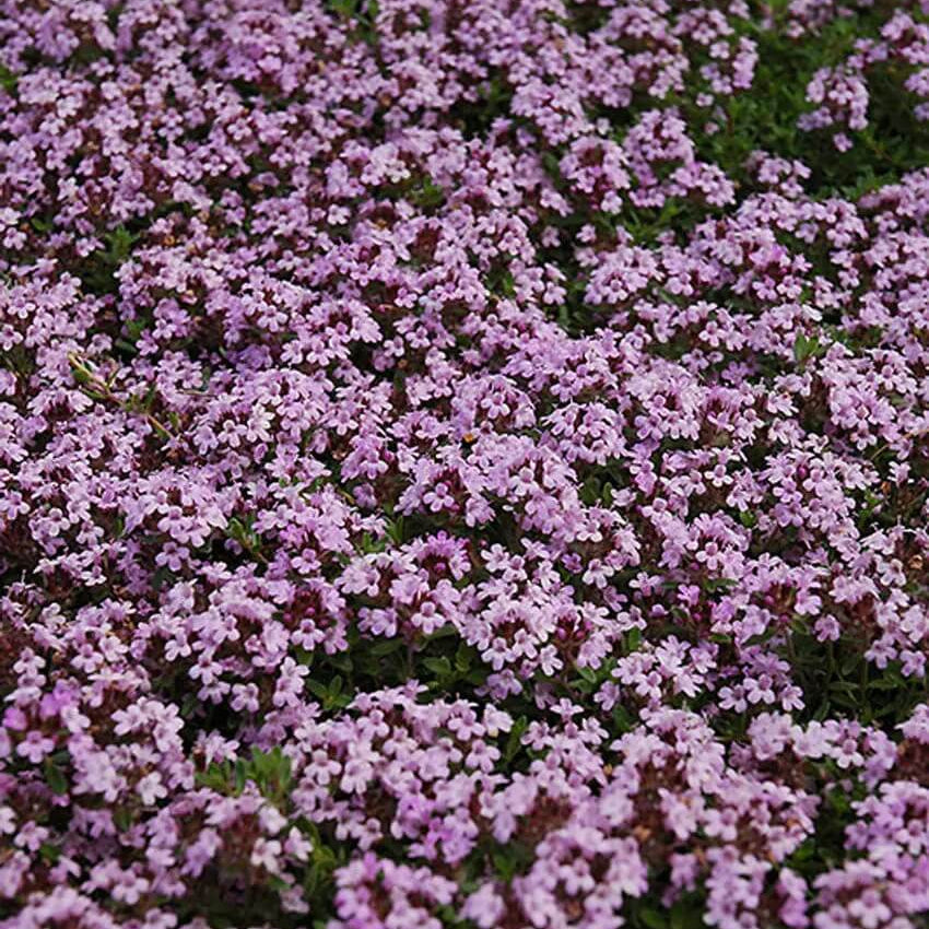 Herbal Plant Climbing Thyme Seeds