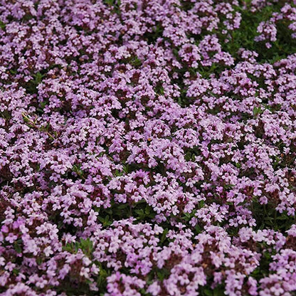 Herbal Plant Climbing Thyme Seeds