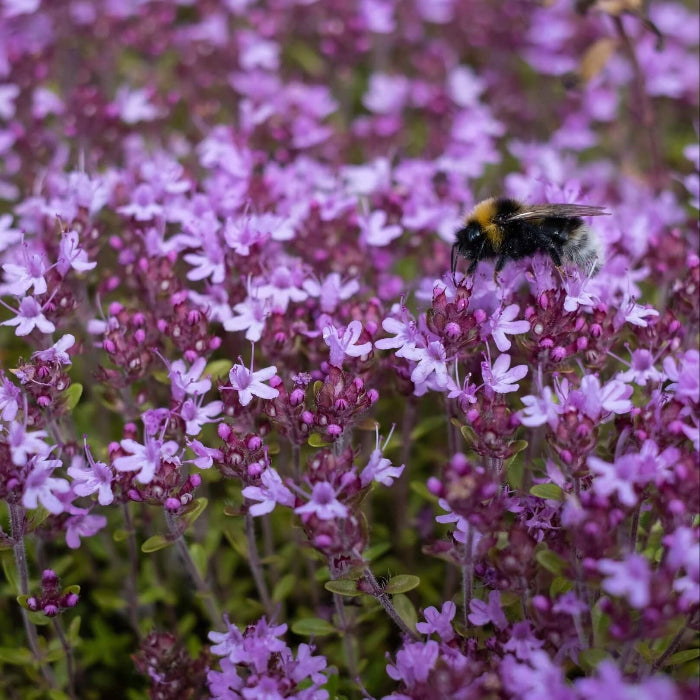Herbal Plant Climbing Thyme Seeds