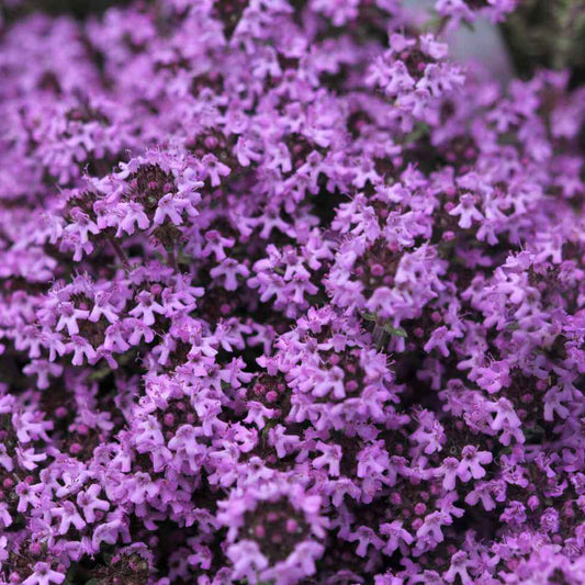 Herbal Plant Climbing Thyme Seeds