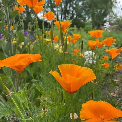 Heritage Poppy Seeds