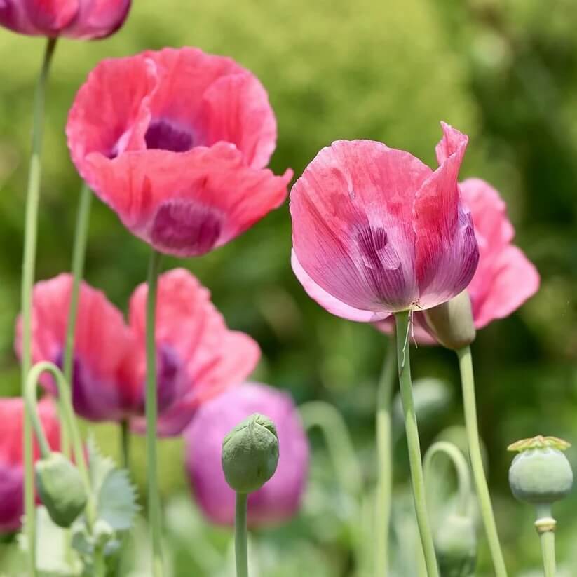 Heritage Poppy Seeds