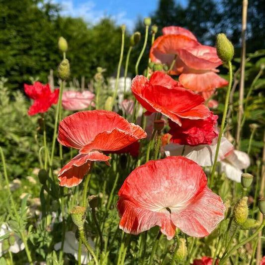 Heritage Poppy Seeds