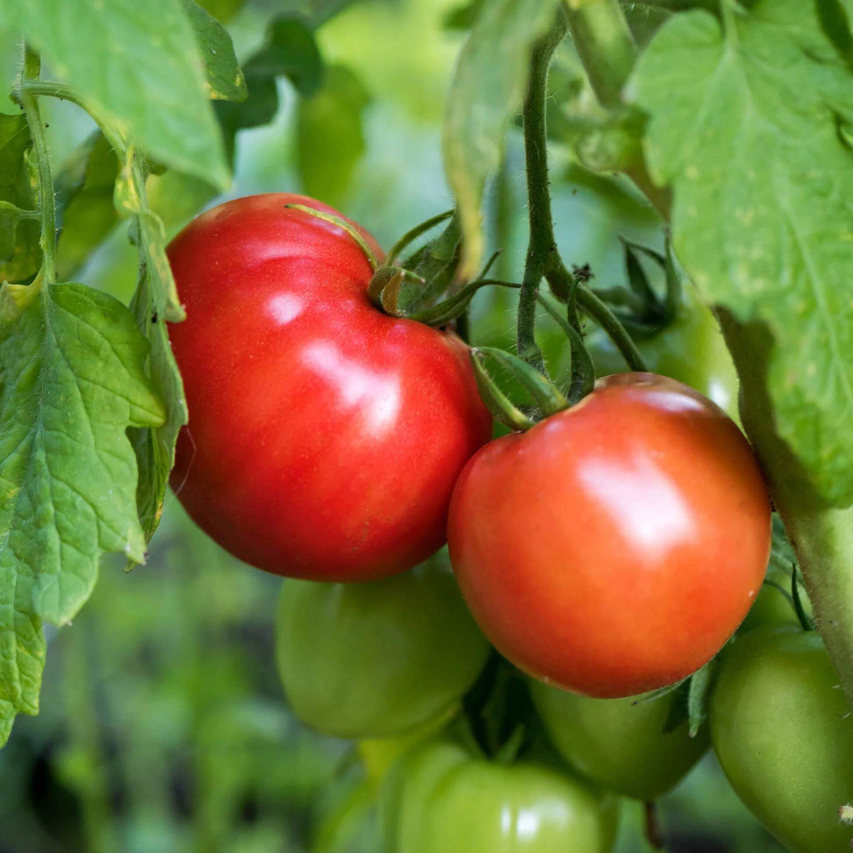 Heritage Tomato Seeds