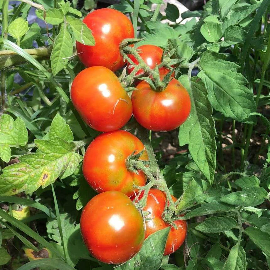 Heritage Tomato Seeds
