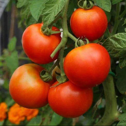 Heritage Tomato Seeds