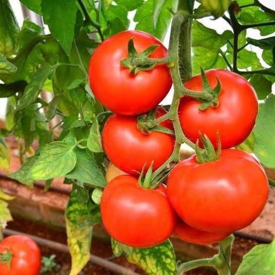 Heritage Tomato Seeds