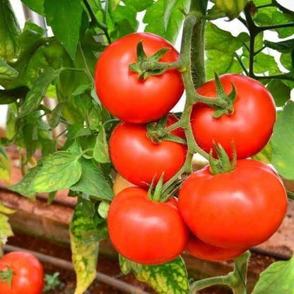 Heritage Tomato Seeds