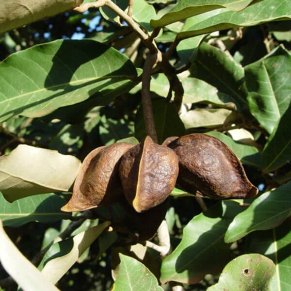 Heritiera Littoralis Seeds