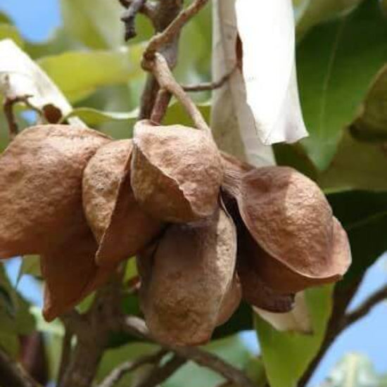 Heritiera Littoralis Seeds