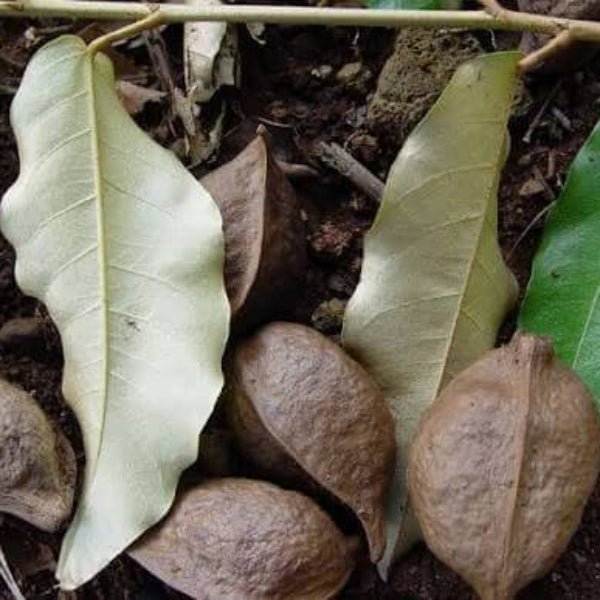 Heritiera Littoralis Seeds