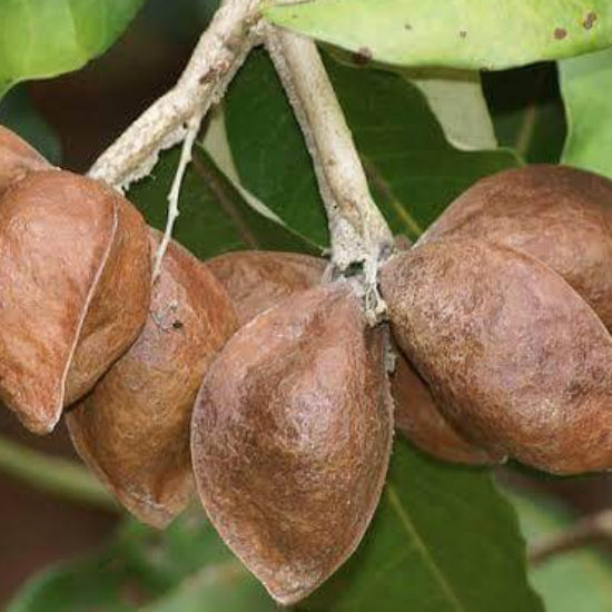 Heritiera Littoralis Seeds