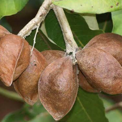 Heritiera Littoralis Seeds