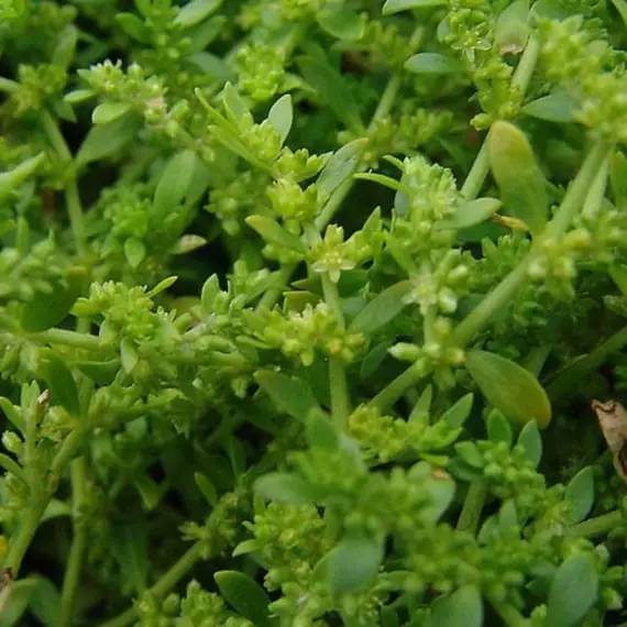 Herniaria Glabra Seeds