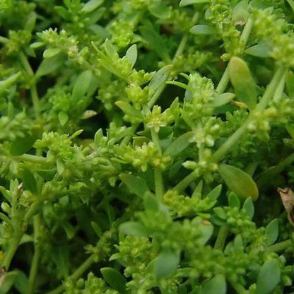 Herniaria Glabra Seeds