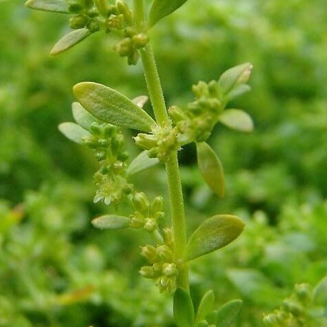 Herniaria Glabra Seeds