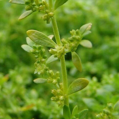 Herniaria Glabra Seeds