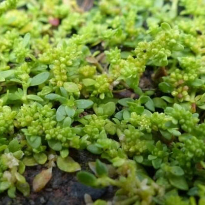 Herniaria Glabra Seeds