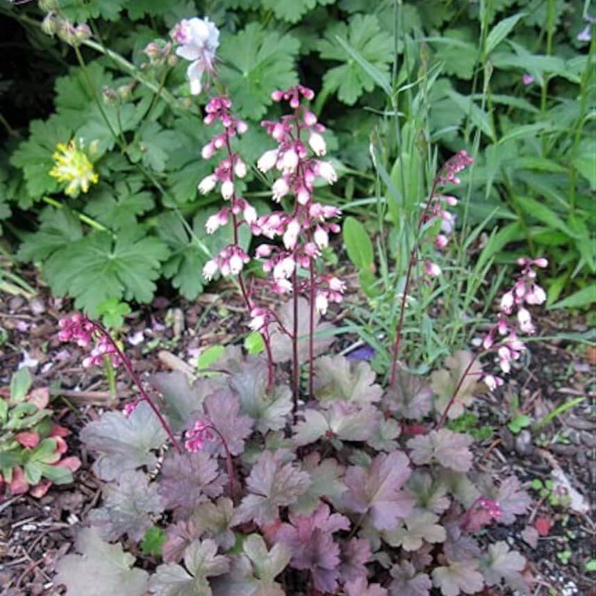 Heuchera Pulchella Seeds