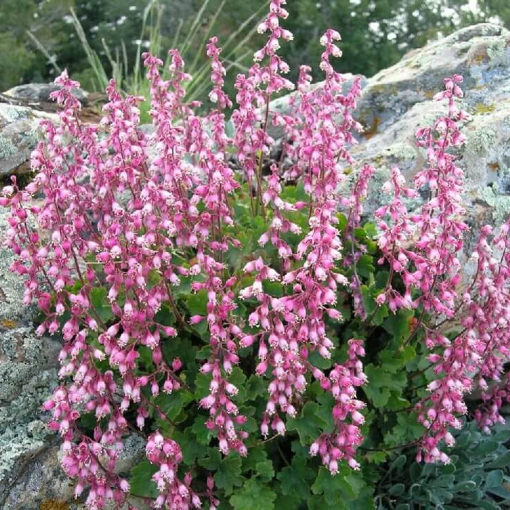 Heuchera Pulchella Seeds
