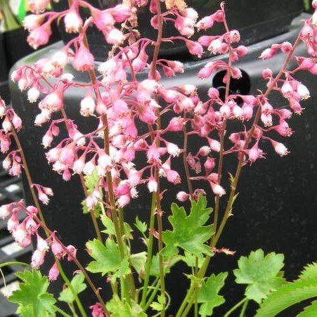 Heuchera Pulchella Seeds