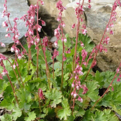 Heuchera Pulchella Seeds