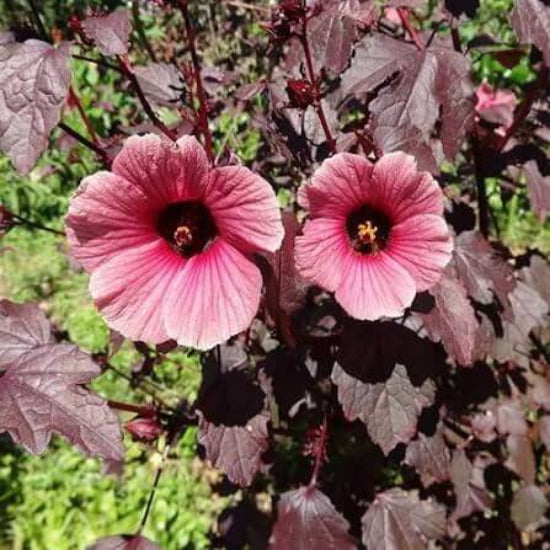 Hibiscus Acetosella Seeds