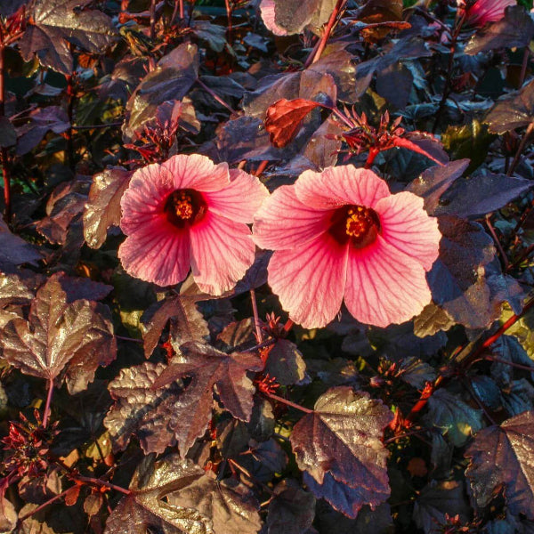 Hibiscus Acetosella Seeds