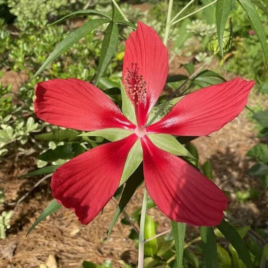 Hibiscus Coccineus Seeds