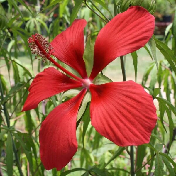 Hibiscus Coccineus Seeds