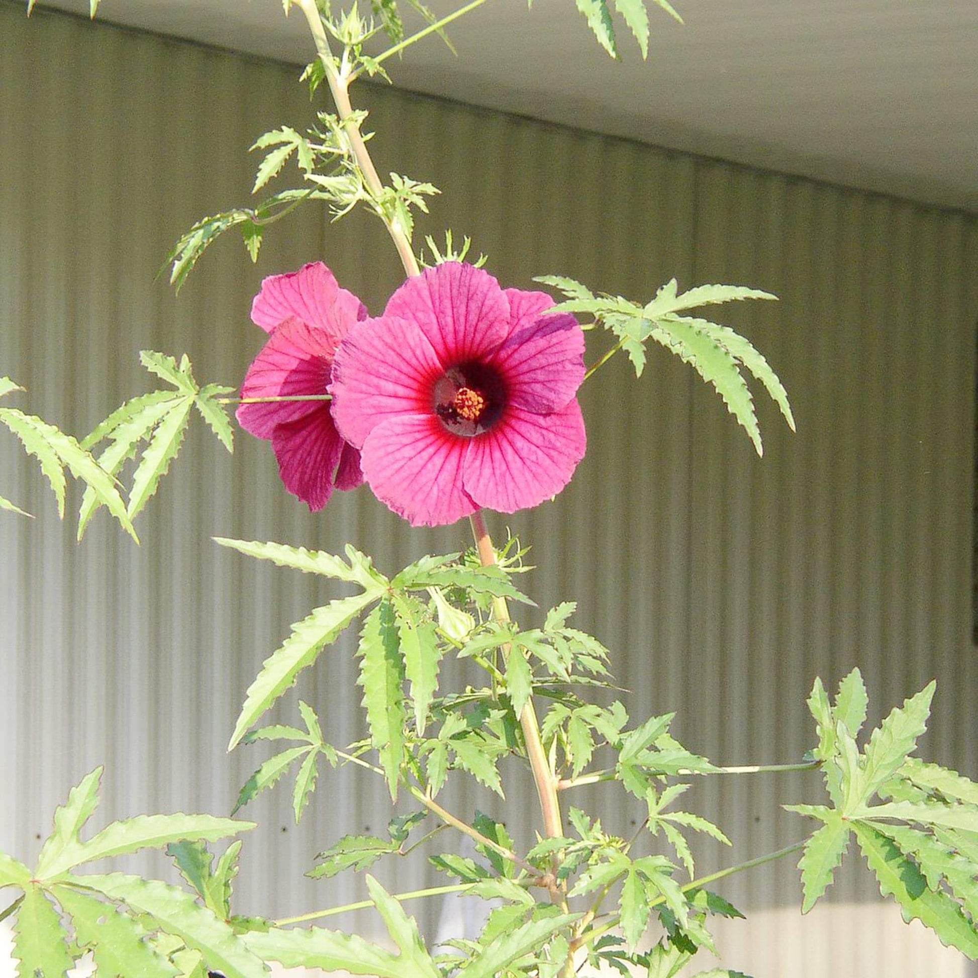 Hibiscus Kenaf Seeds