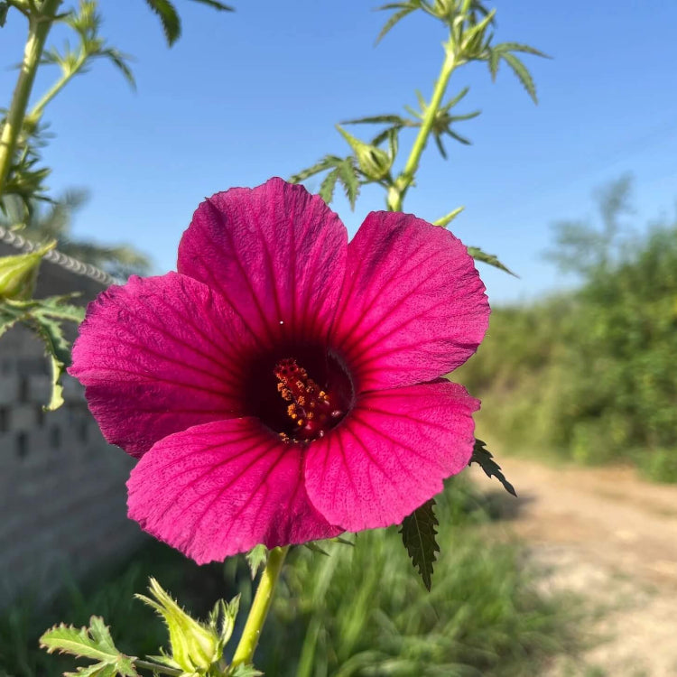 Hibiscus Kenaf Seeds