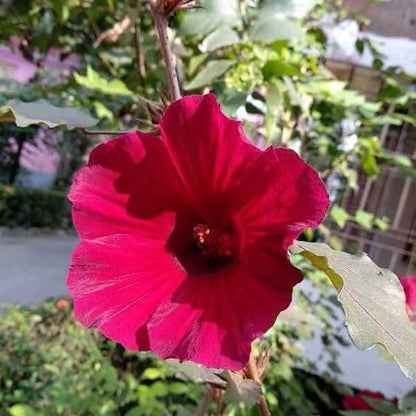 Hibiscus Kenaf Seeds