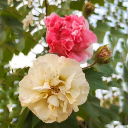 Hibiscus Mutabilis Seeds - Flower Plant