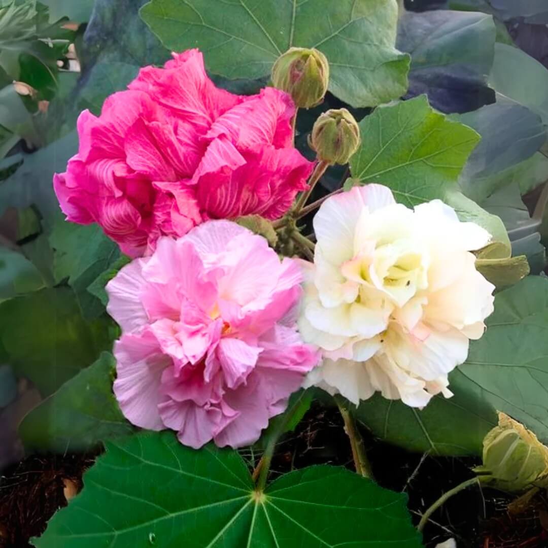 Hibiscus Mutabilis Seeds - Flower Plant