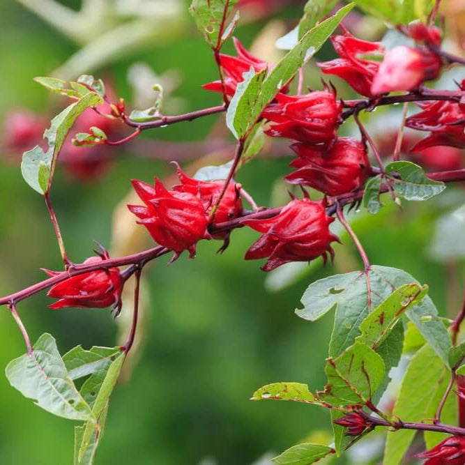 Hibiscus Sabdariffa Seeds