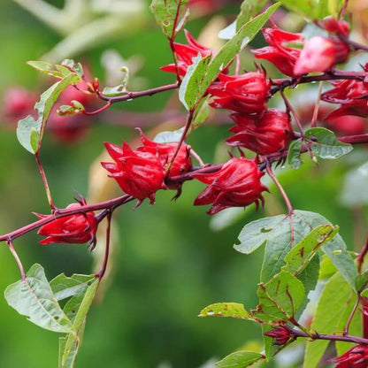 Hibiscus Sabdariffa Seeds