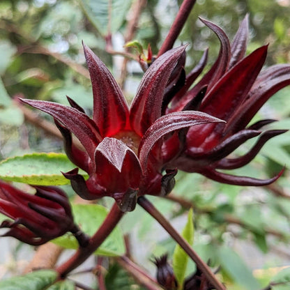 Hibiscus Sabdariffa Seeds