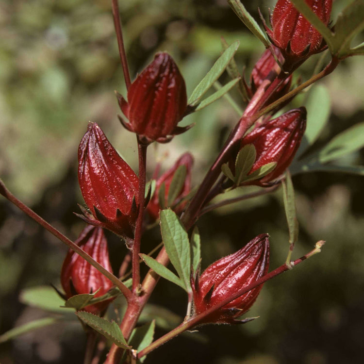 Hibiscus Sabdariffa Seeds