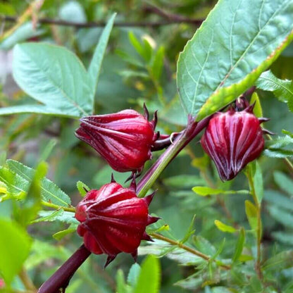 Hibiscus Sabdariffa Seeds