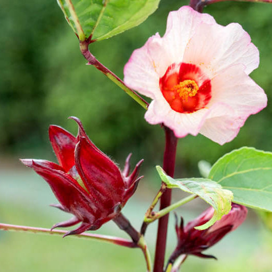 Hibiscus Sabdariffa Seeds
