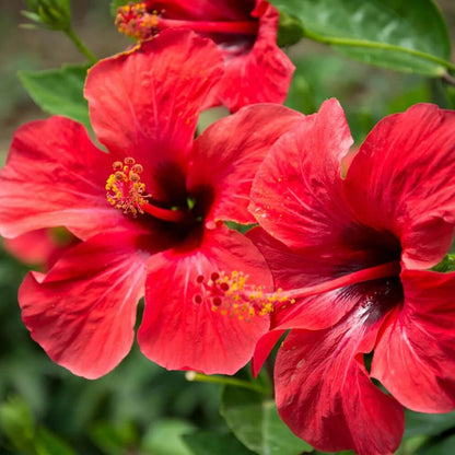 Hibiscus Seeds - Flower Plant for Home Gardens