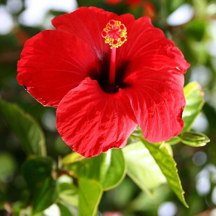 Hibiscus Seeds - Flower Plant for Home Gardens
