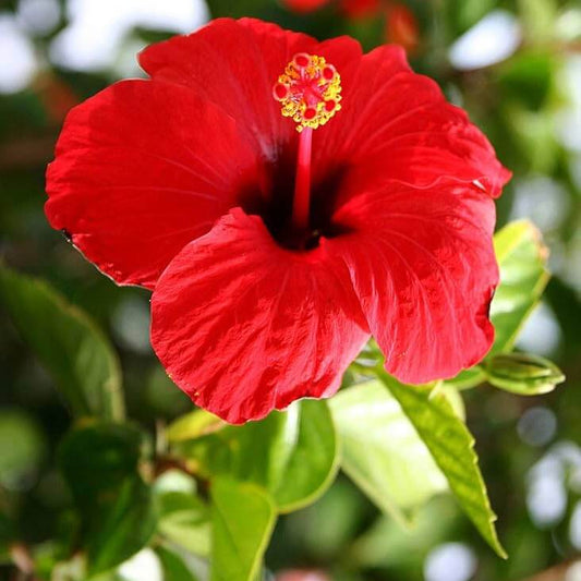 Hibiscus Seeds - Flower Plant for Home Gardens