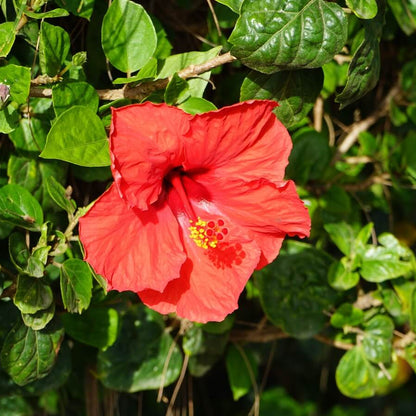 Hibiscus Seeds - Flower Plant for Home Gardens
